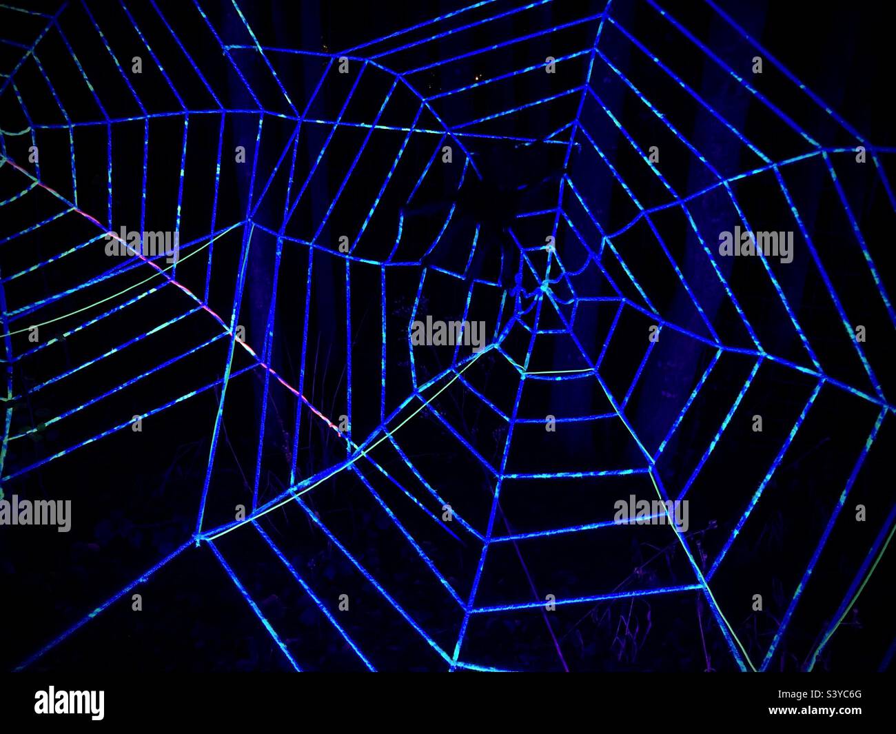 Zoo di Edimburgo Spooktacular Glow nel Dark Spider Web Foto Stock