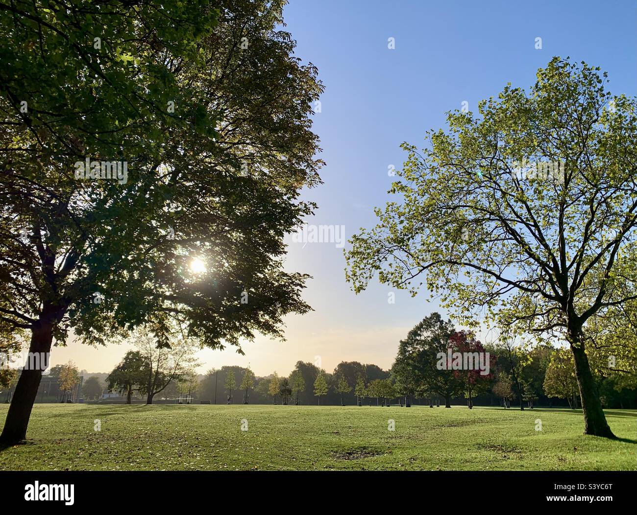 Sole mattutino che splende attraverso alberi autunnali in un parco inglese Foto Stock