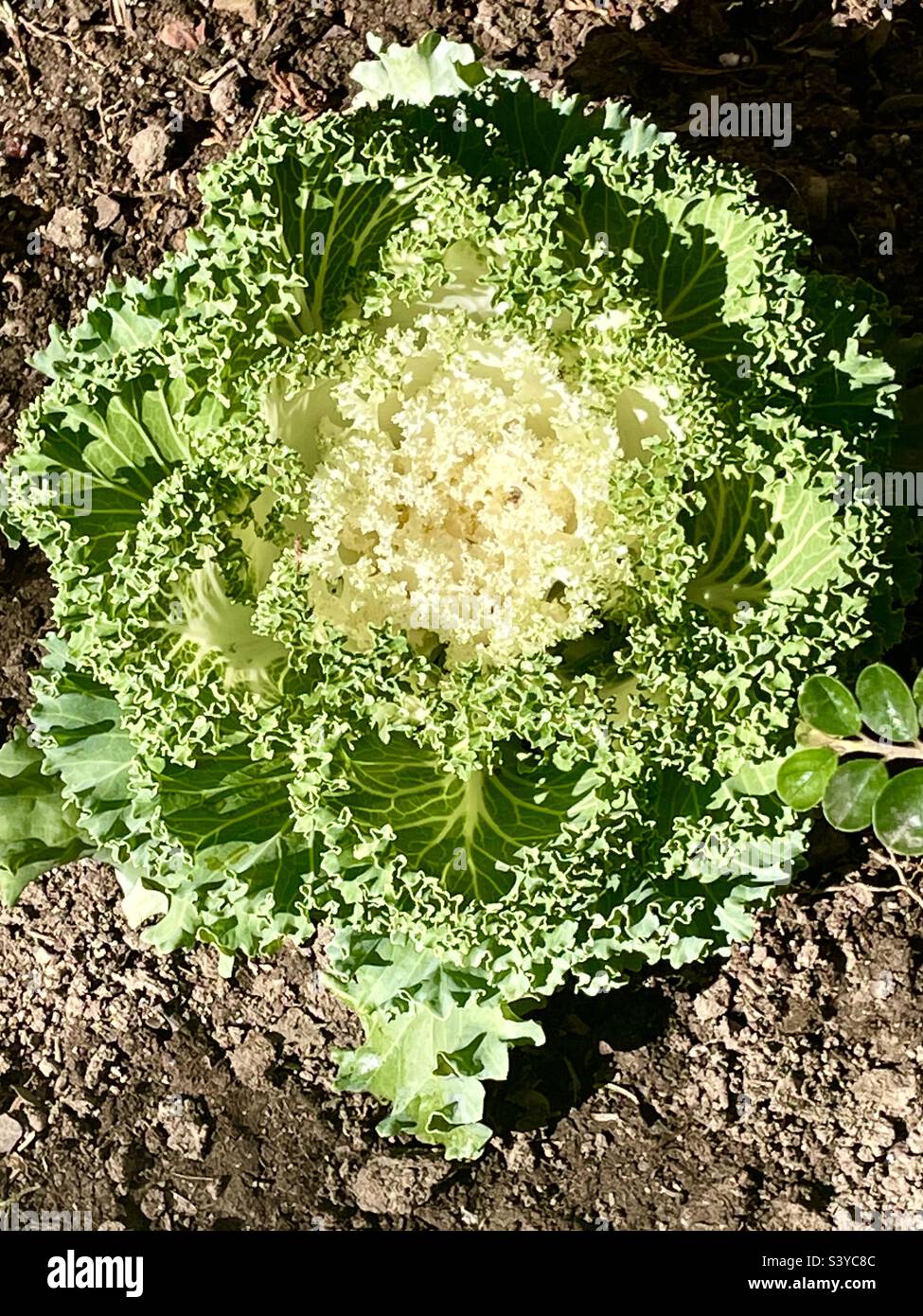 Fiore del cavolo - Immagine stock catturata con smartphone
