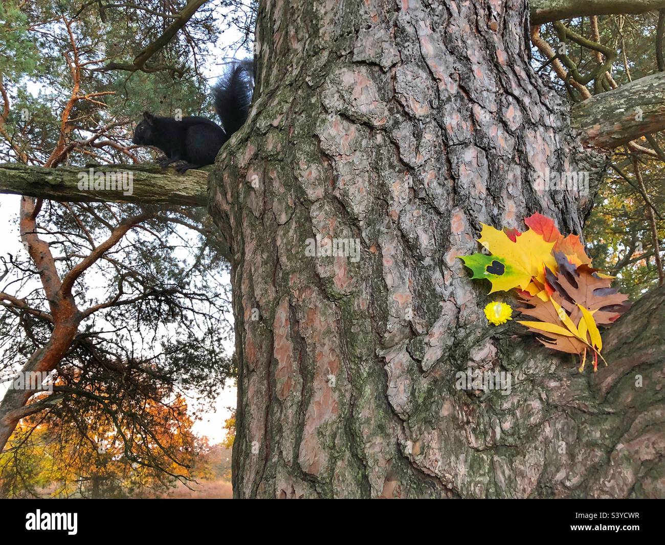 Una tranquilla scena autunnale. Foto Stock