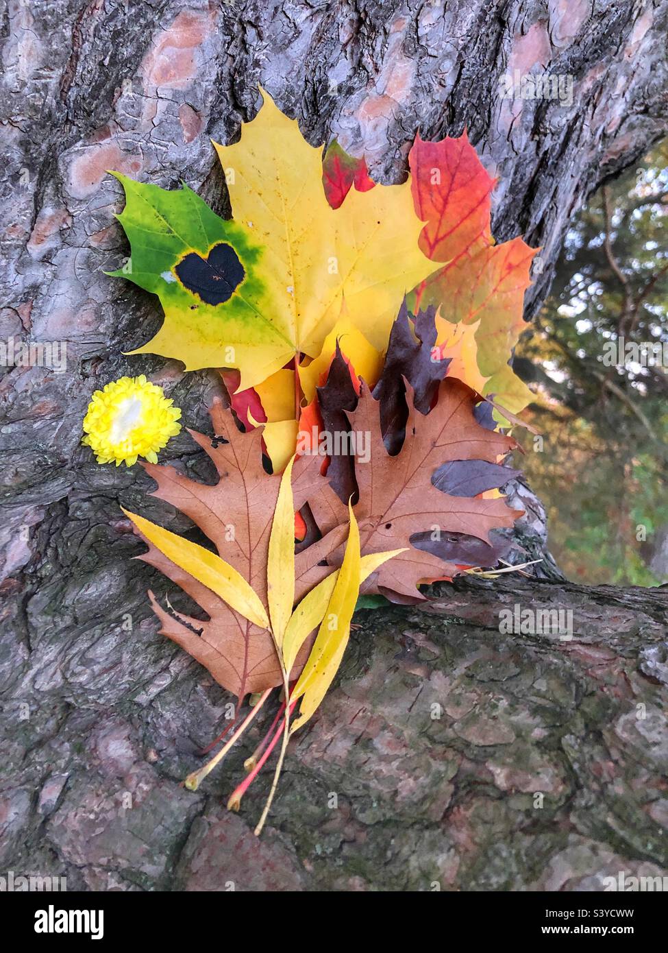 Un bouquet di colorate foglie autunnali. - Immagine stock catturata con smartphone