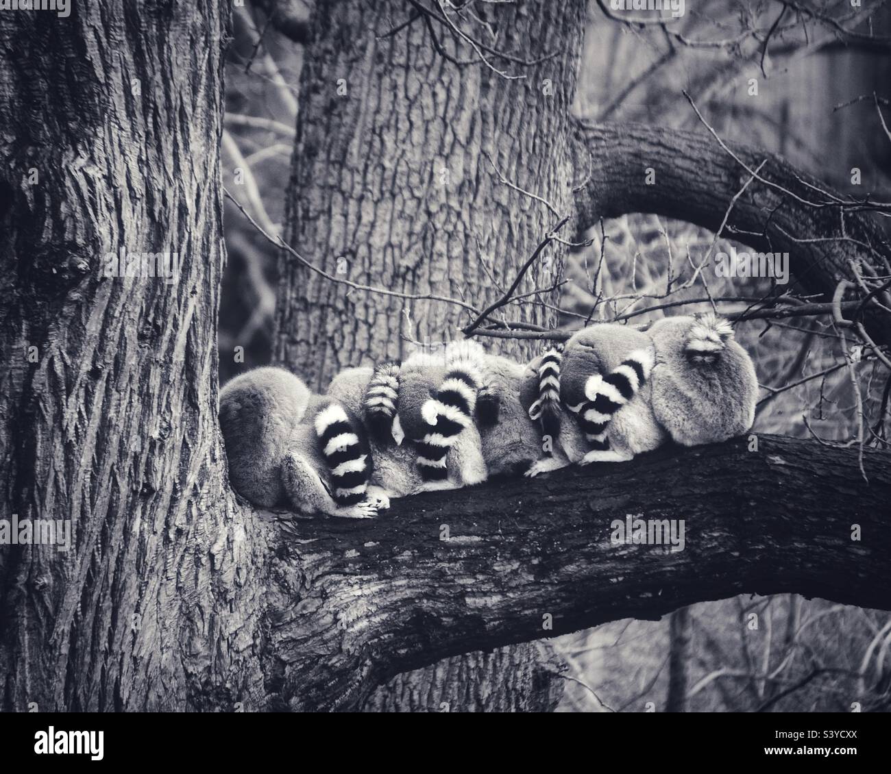 Lemuri in albero - Immagine stock catturata con smartphone