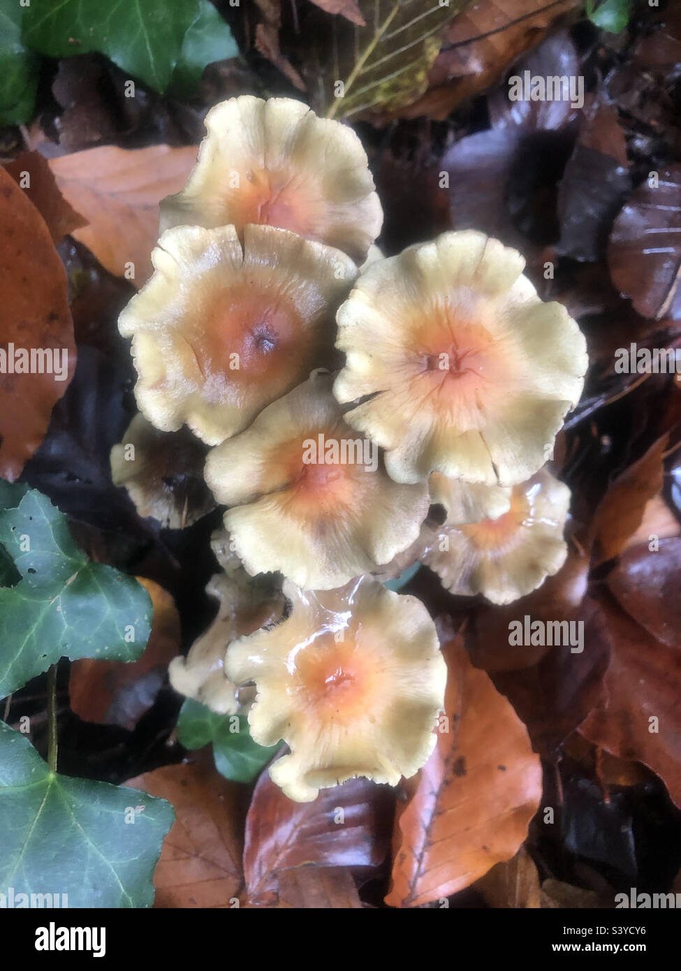 Funghi sul pavimento della foresta a Stoke Park Woods, Bishopstoke, Regno Unito - Immagine stock catturata con smartphone