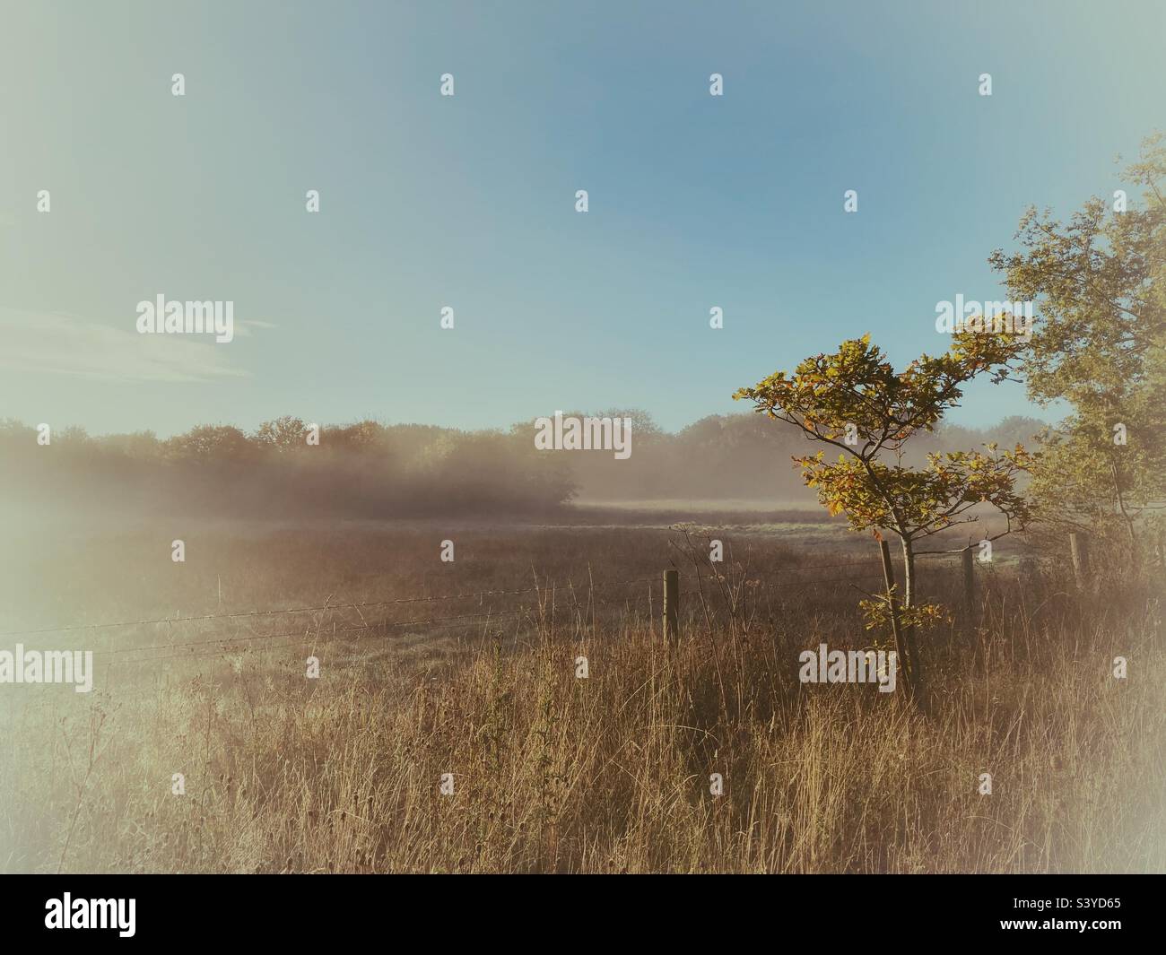 Nebbia autunnale in tutto il campo Foto Stock