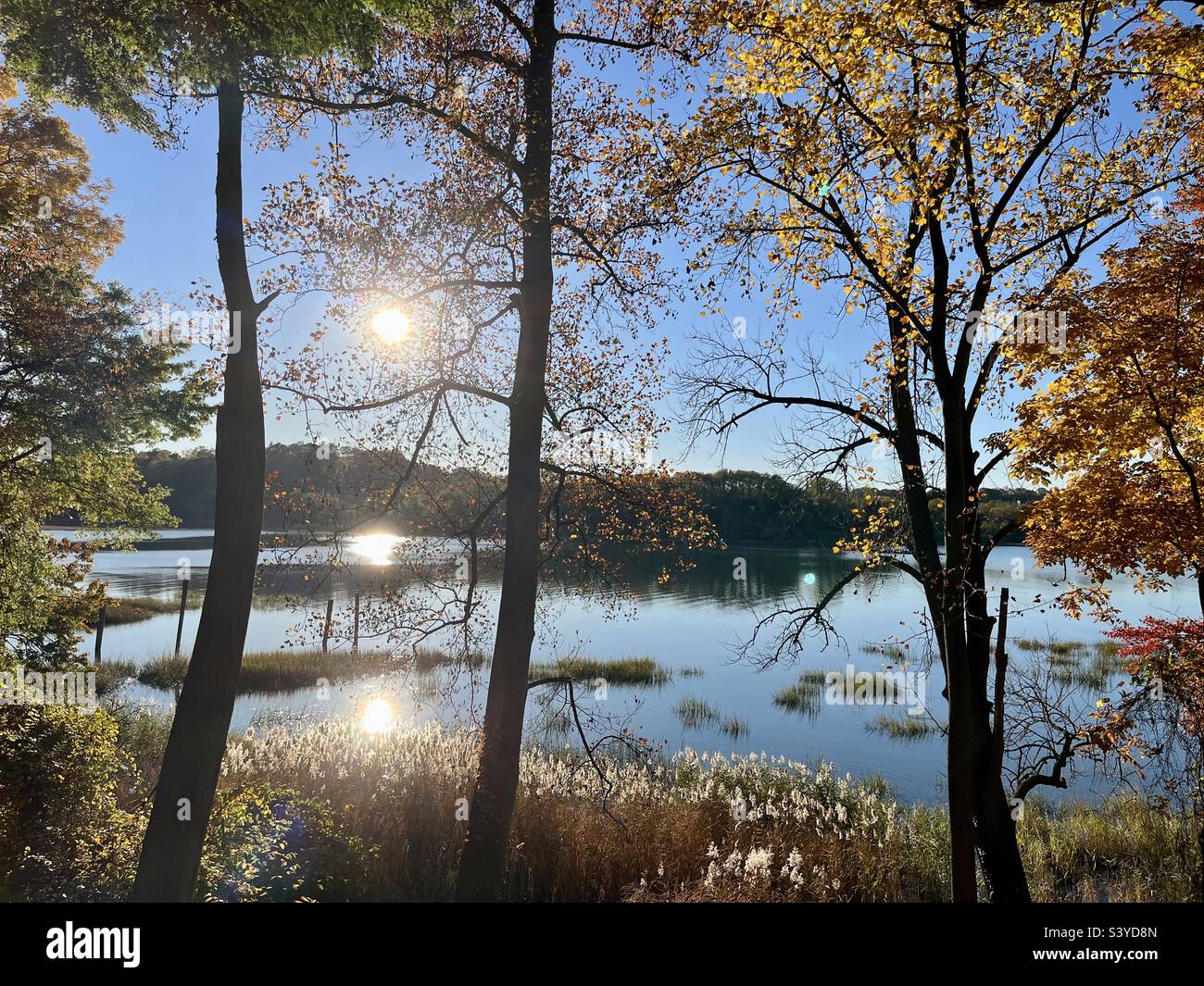 Alberi di Foliage gialli con sfondo oceano soleggiato - Immagine stock catturata con smartphone