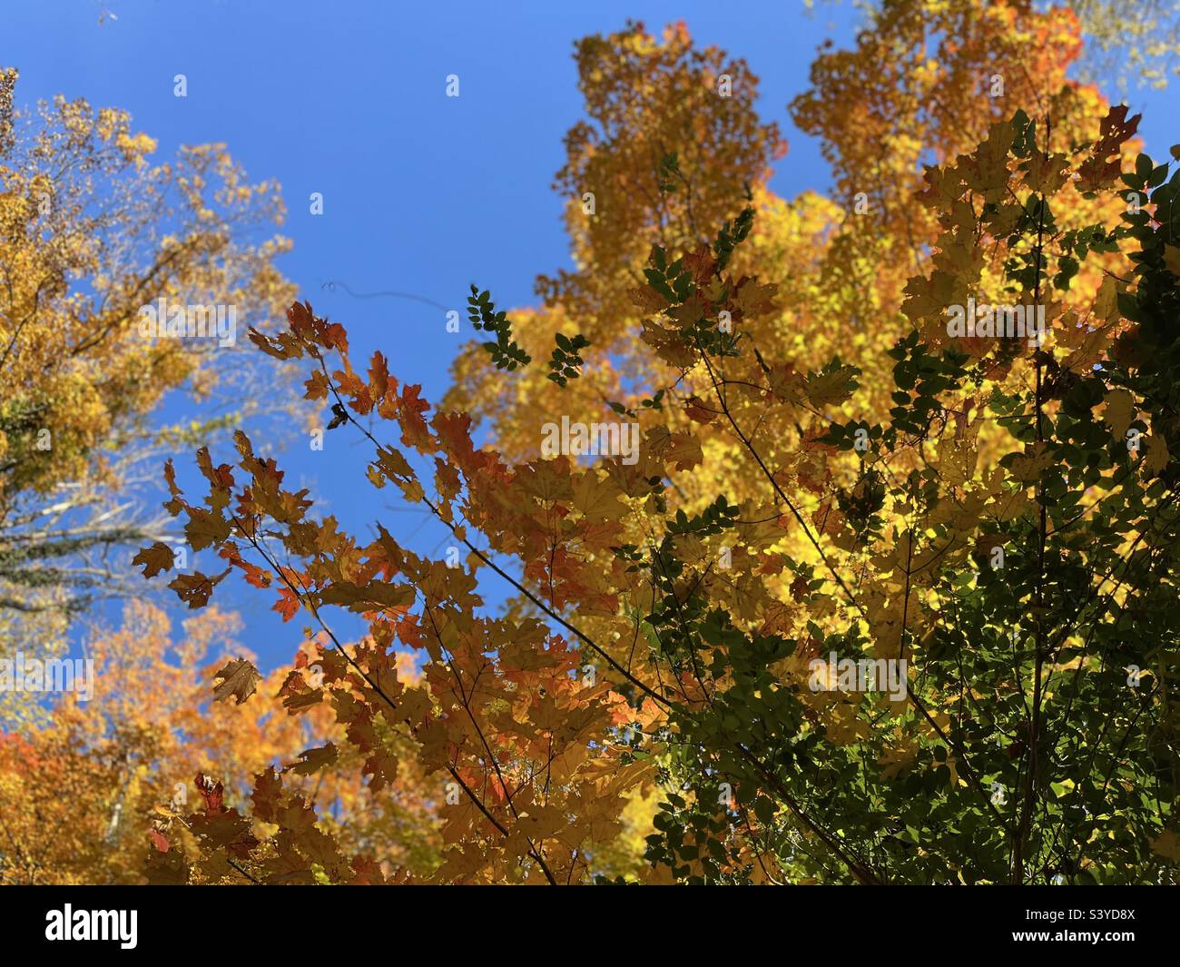 Cielo blu con alberi fogliari gialli, arancioni e verdi Foto Stock