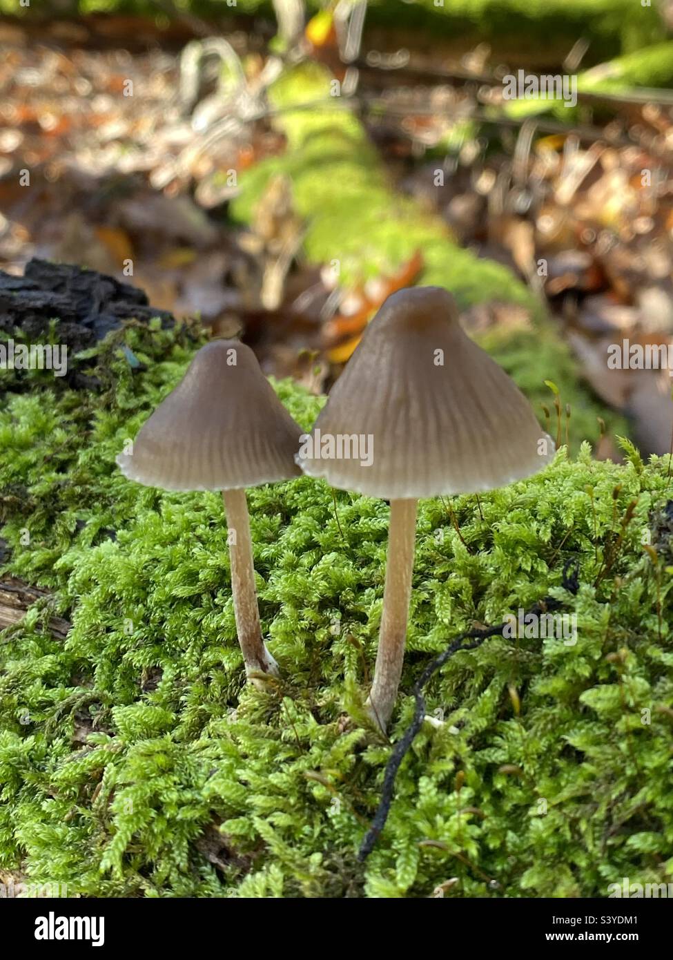 Rosolare i funghi in una foresta con foglie sullo sfondo e muschio verde in primo piano. Foto Stock