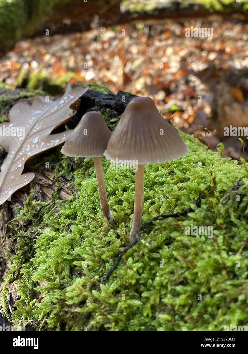 Due funghi su un ramo con muschio verde. Fondo di una foresta con fronde sullo sfondo. Foto Stock