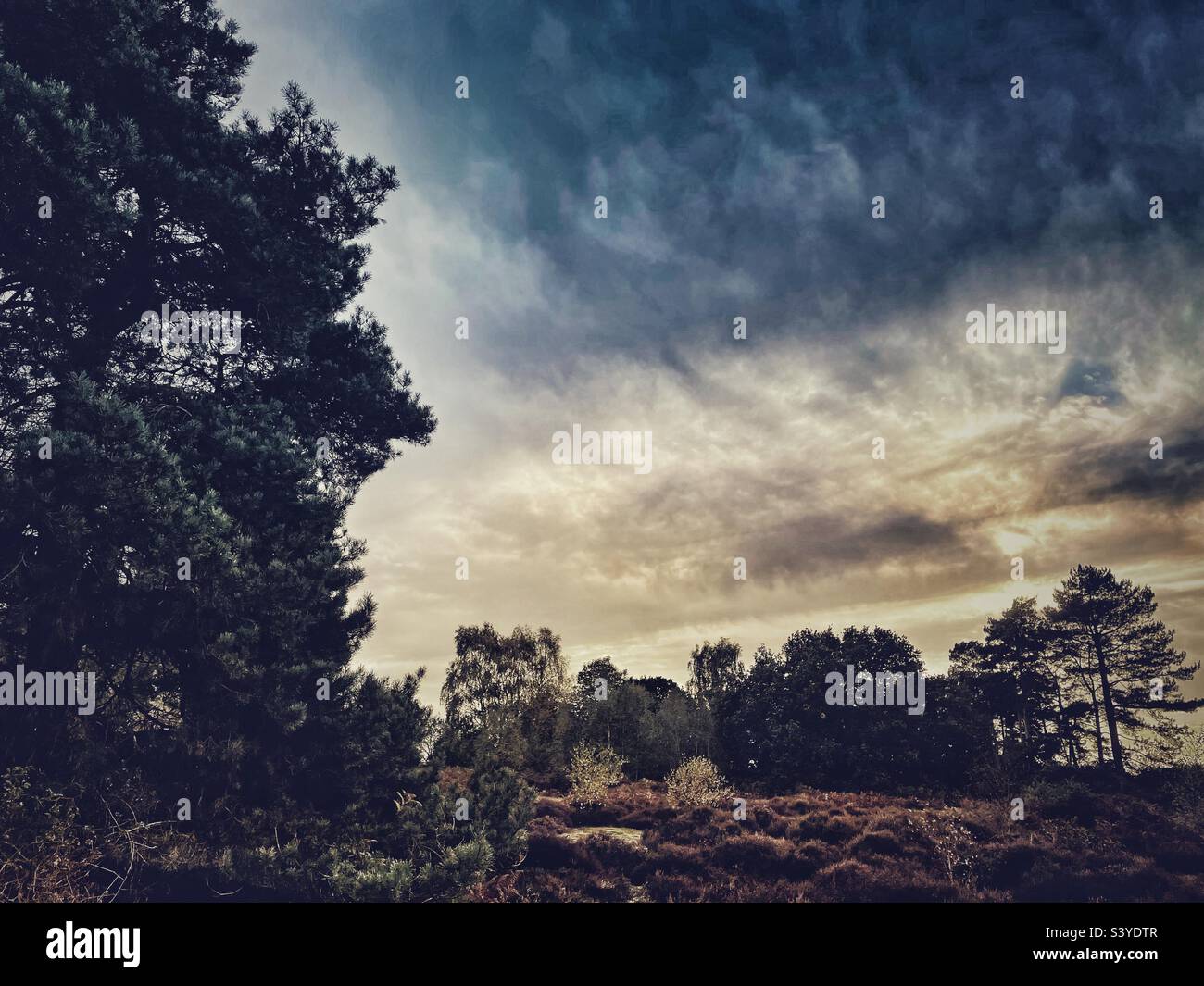 Sutton Heath Suffolk in Inghilterra Foto Stock