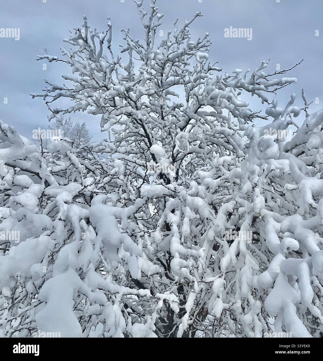Un albero di locusta del cortile anteriore nello Utah, Stati Uniti è stato scaricato sopra da una tempesta di neve. Rende un astratto naturale molto stagionale, come la neve pesante interagisce con l'albero nel suo complesso, e ogni ramo individualmente. - Immagine stock catturata con smartphone