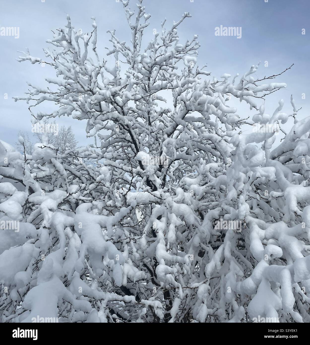 Un albero di locusta del cortile anteriore nello Utah, Stati Uniti è stato scaricato sopra da una tempesta di neve. Rende un astratto naturale molto stagionale, come la neve pesante interagisce con l'albero nel suo complesso, e ogni ramo individualmente. Foto Stock