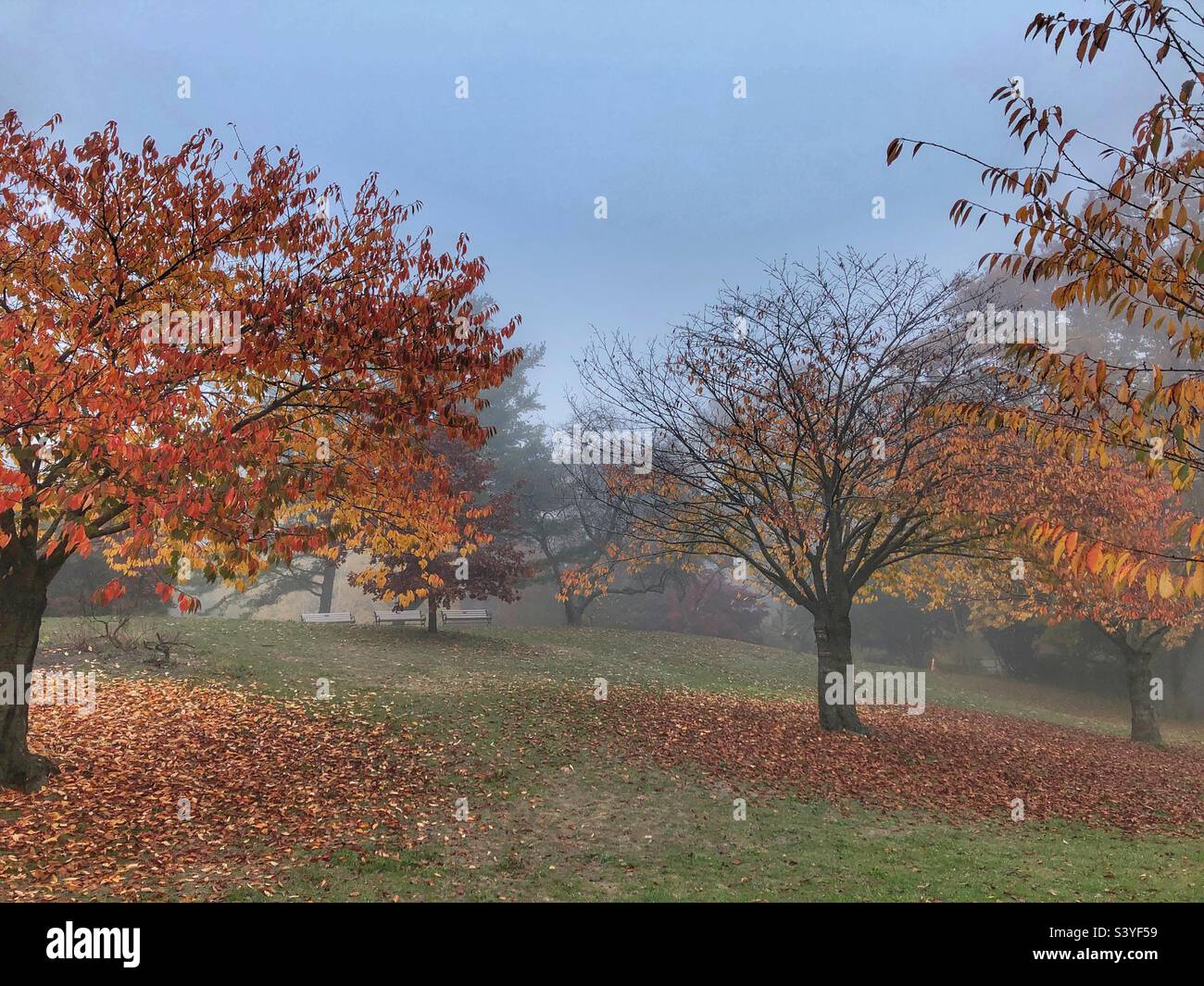 Un paesaggio autunnale misteriosa. Foto Stock