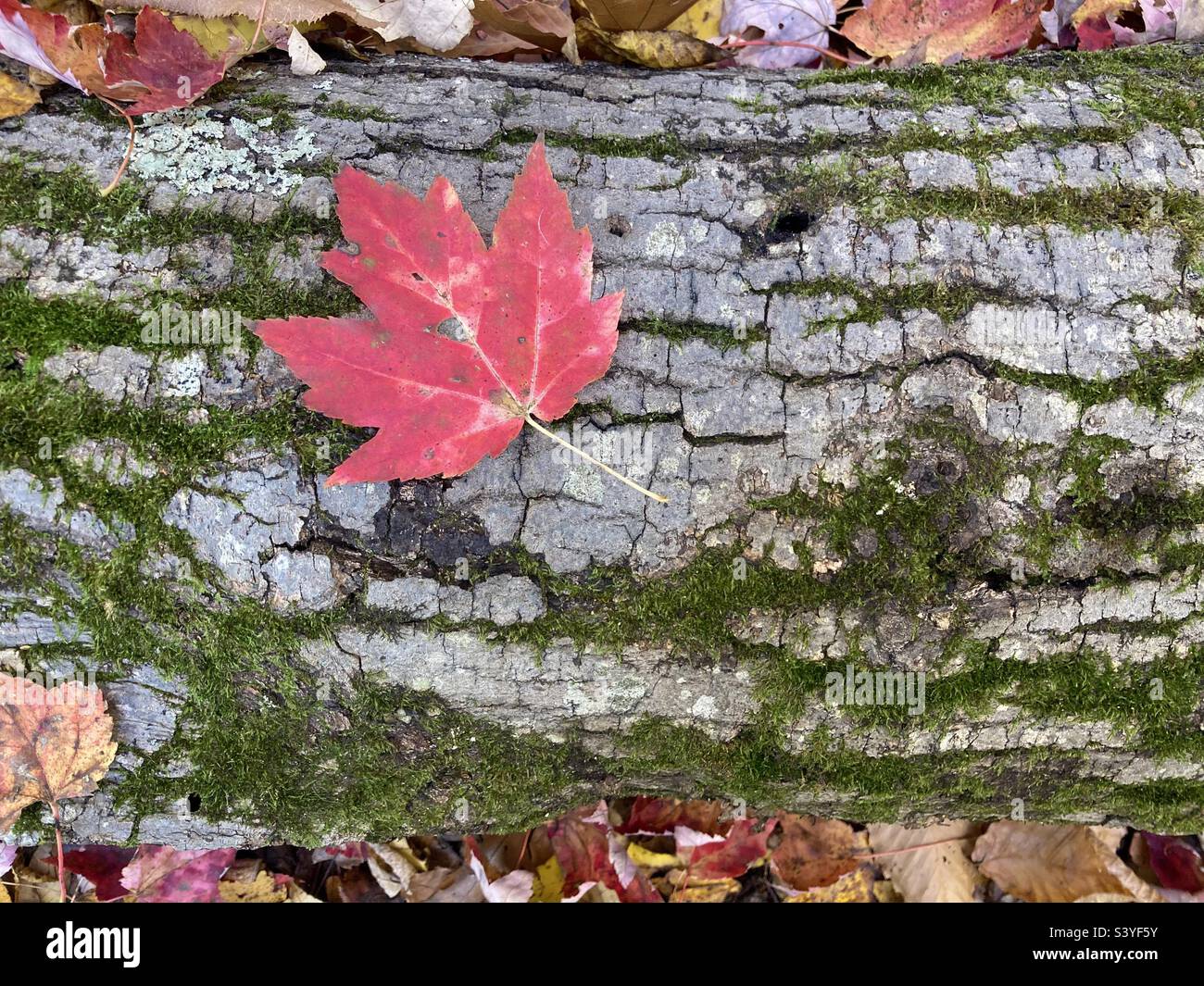 Foglia di acero su un ceppo caduto nei boschi del Connecticut - Immagine stock catturata con smartphone