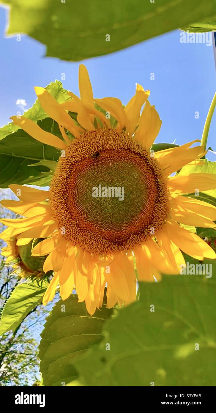 Primo piano di un girasole con il sole che splende dietro. Foto Stock