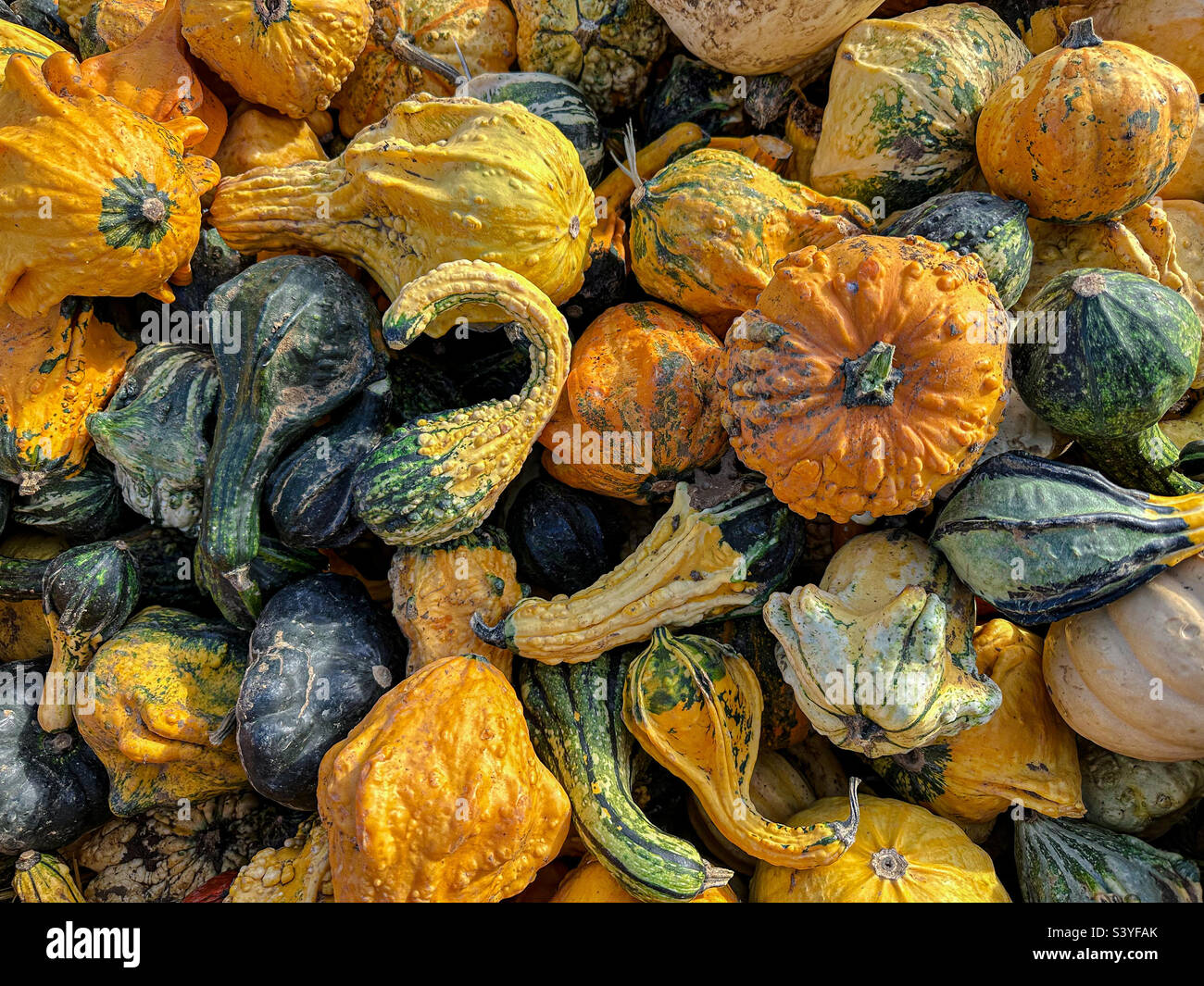 Diversi tipi di zucca e zucche Foto Stock