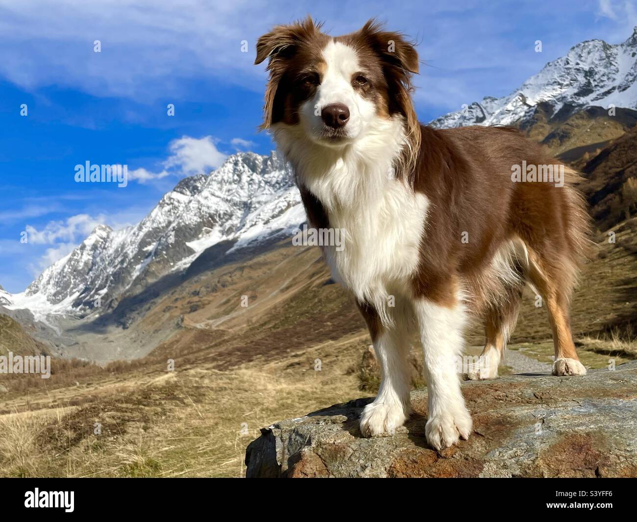 Cane australiano nelle alpi svizzere. Foto Stock