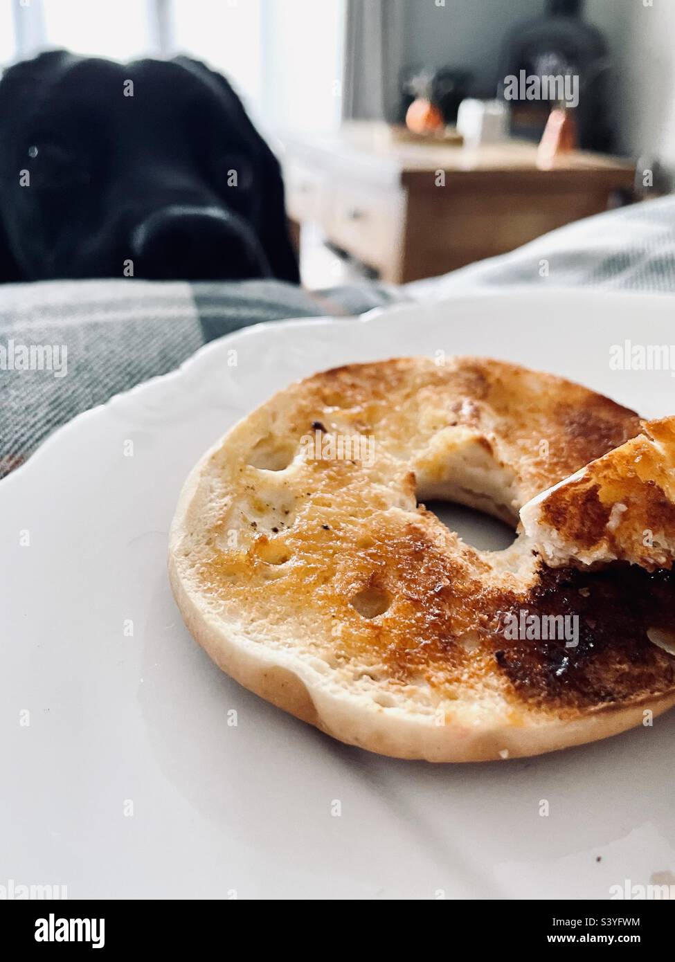 Per favore posso avere un boccone del vostro bagel?! Giovane cane sgarbato che lavora il suo fascino. Foto Stock