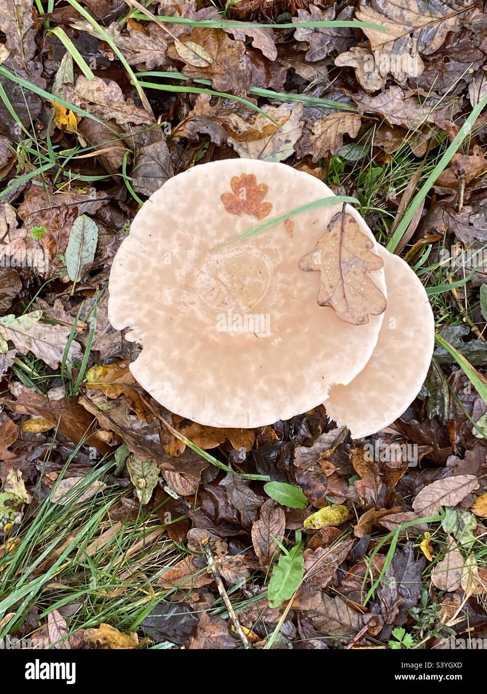 Funghi selvatici che crescono sul lato della strada a Rhydargaeau, Carmarthenshire, Galles. 6 novembre 2022. Foto Stock
