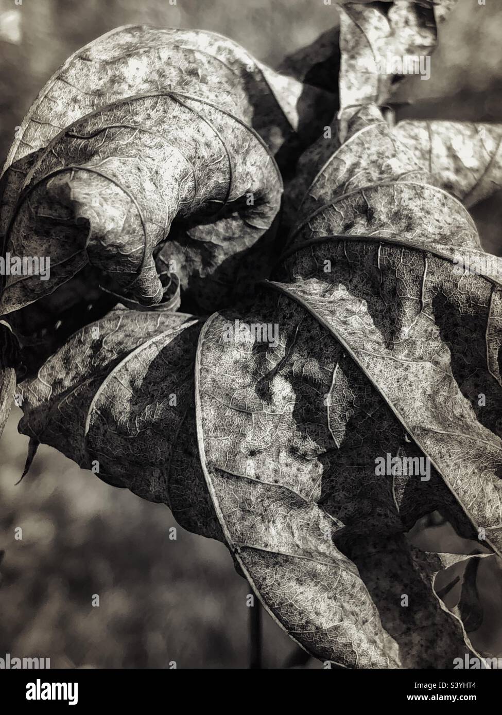 Piante e foglie alla fine della stagione come parte del ciclo di vita botanico, in stato di riposo, croccanti, secche e semina - Immagine stock catturata con smartphone