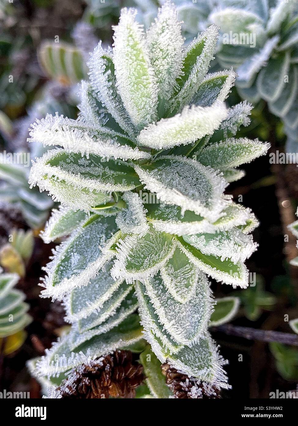 Inverno frost scintillare su una pianta verde in giardino Foto Stock