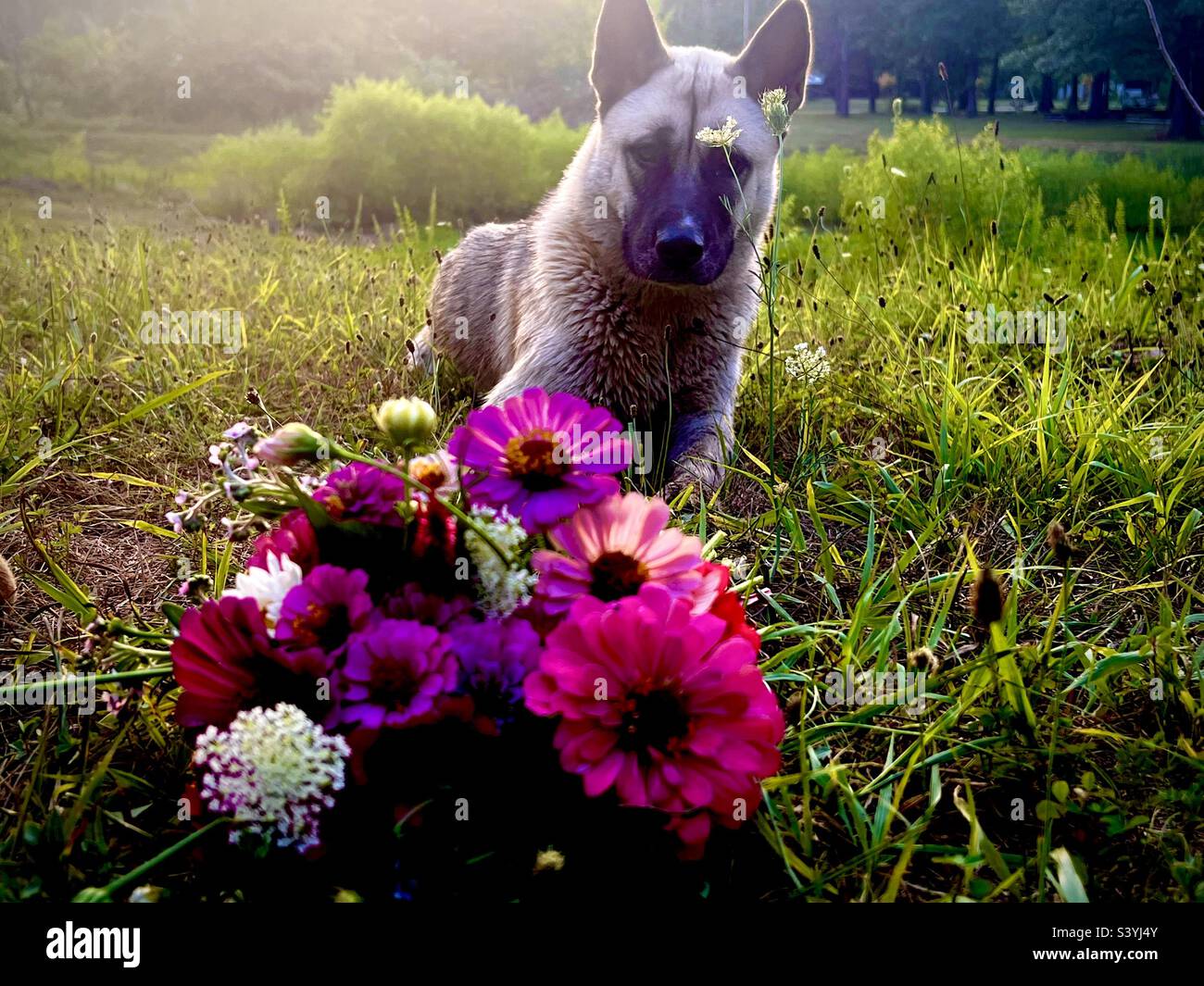 Un cane e i suoi fiori Foto Stock