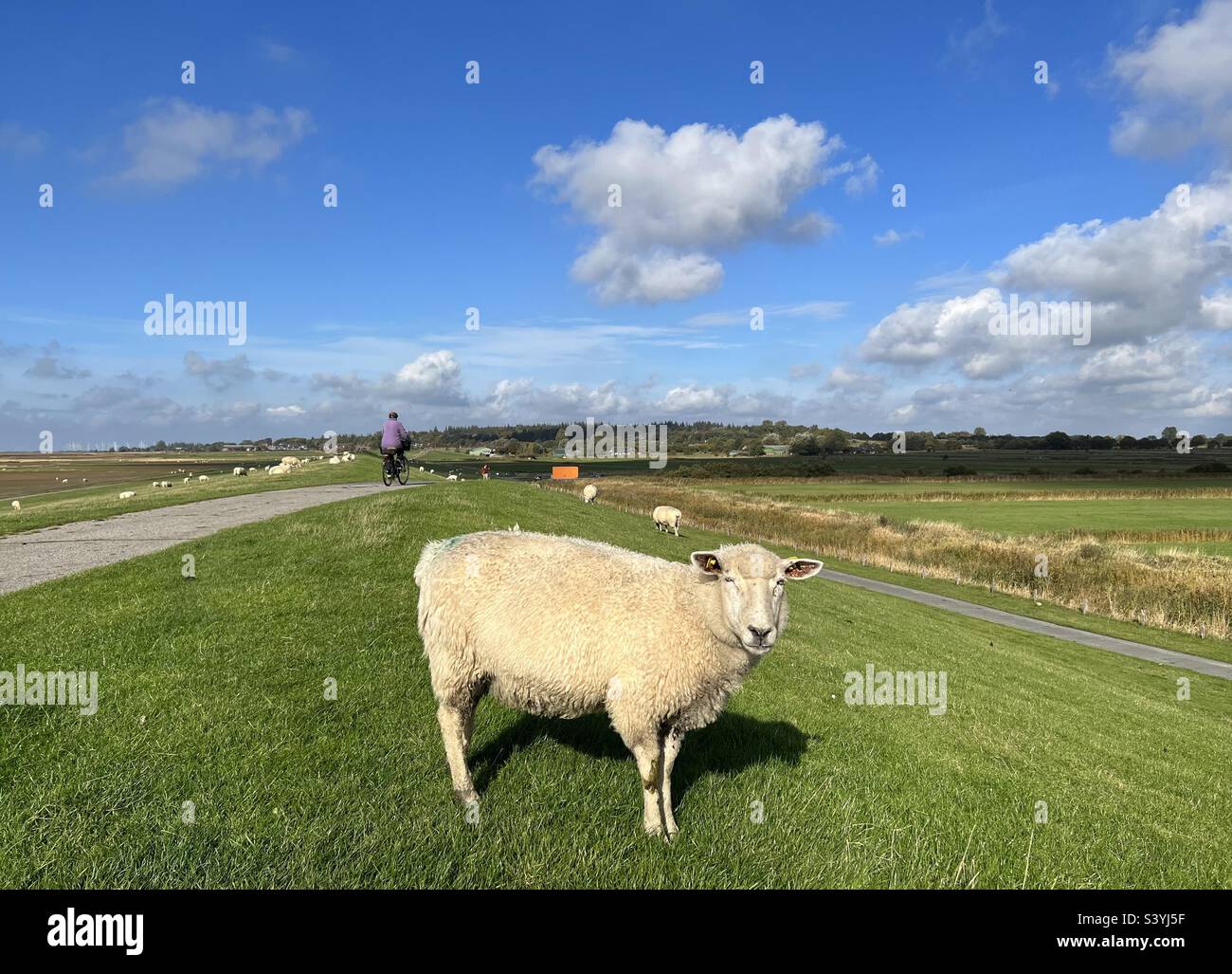 Una pecora su erba verde contro il cielo blu con alcune nuvole a Husum, nel Mare del Nord Foto Stock