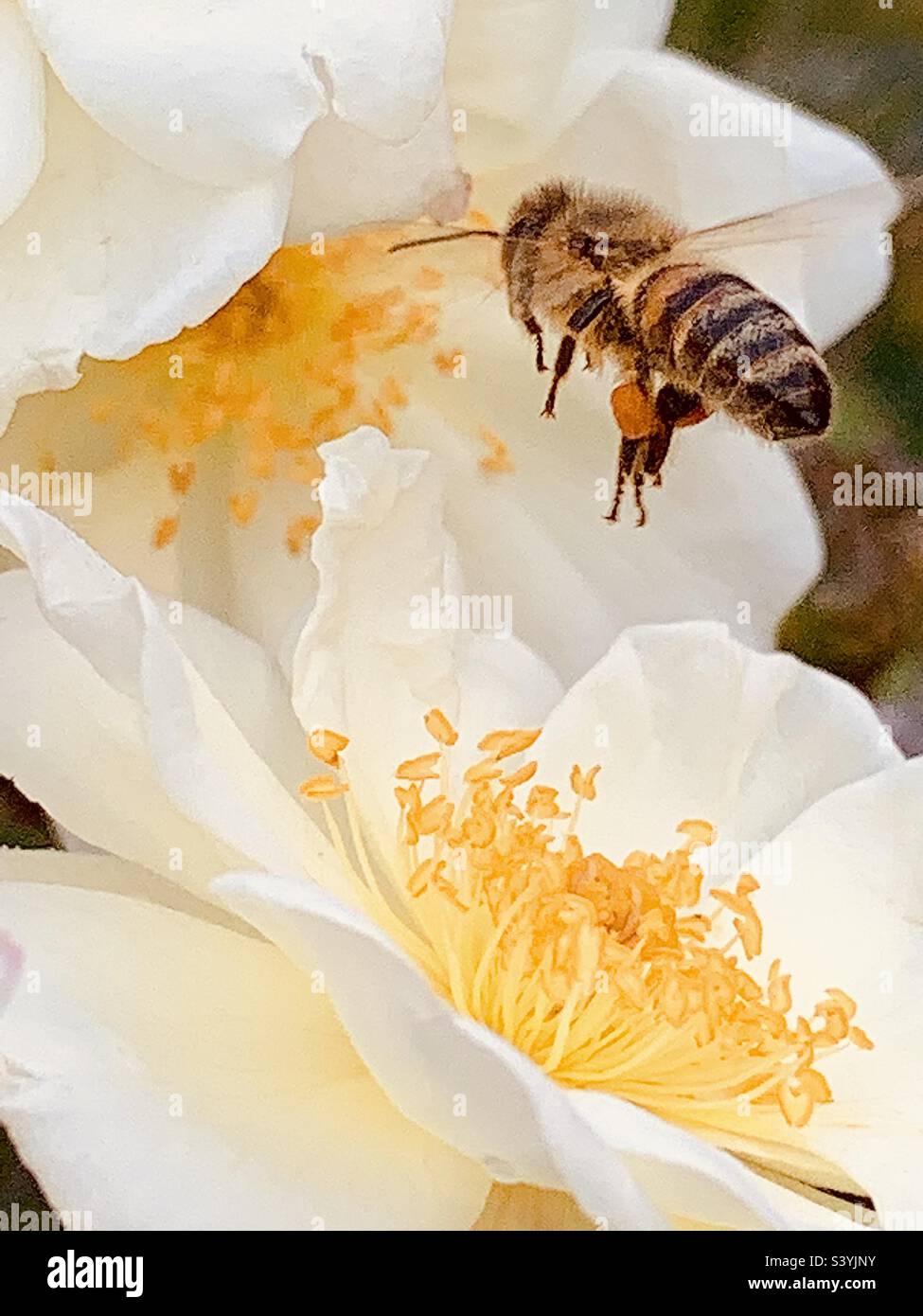 Ape miele raccolta polline su fiore bianco Camellia Foto Stock