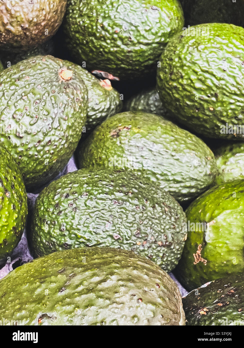 Avocado Foto Stock