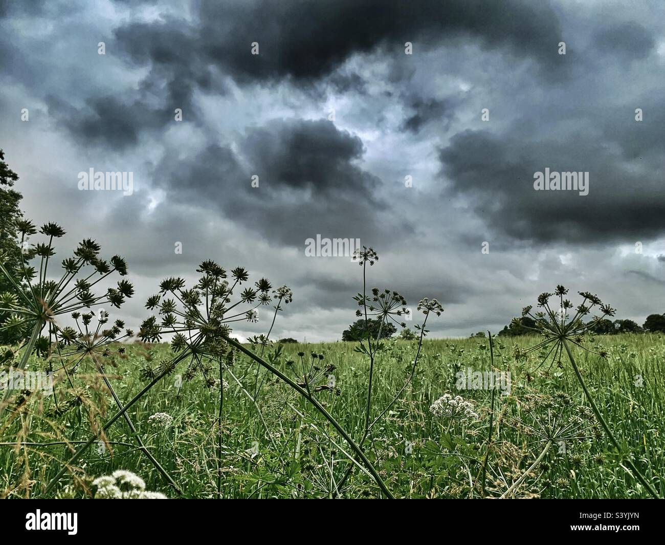 Minaccioso oscuro e minaccioso nuvole drammatiche e intimidatorie si radunano su un campo nel Somerset, il che significa una tempesta estiva Foto Stock