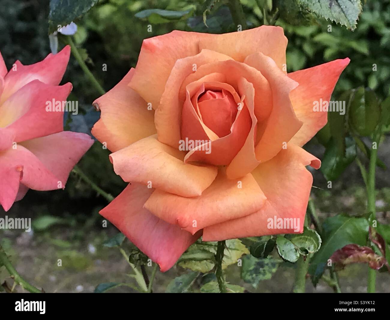 Bellezza arancione bruciato Foto Stock