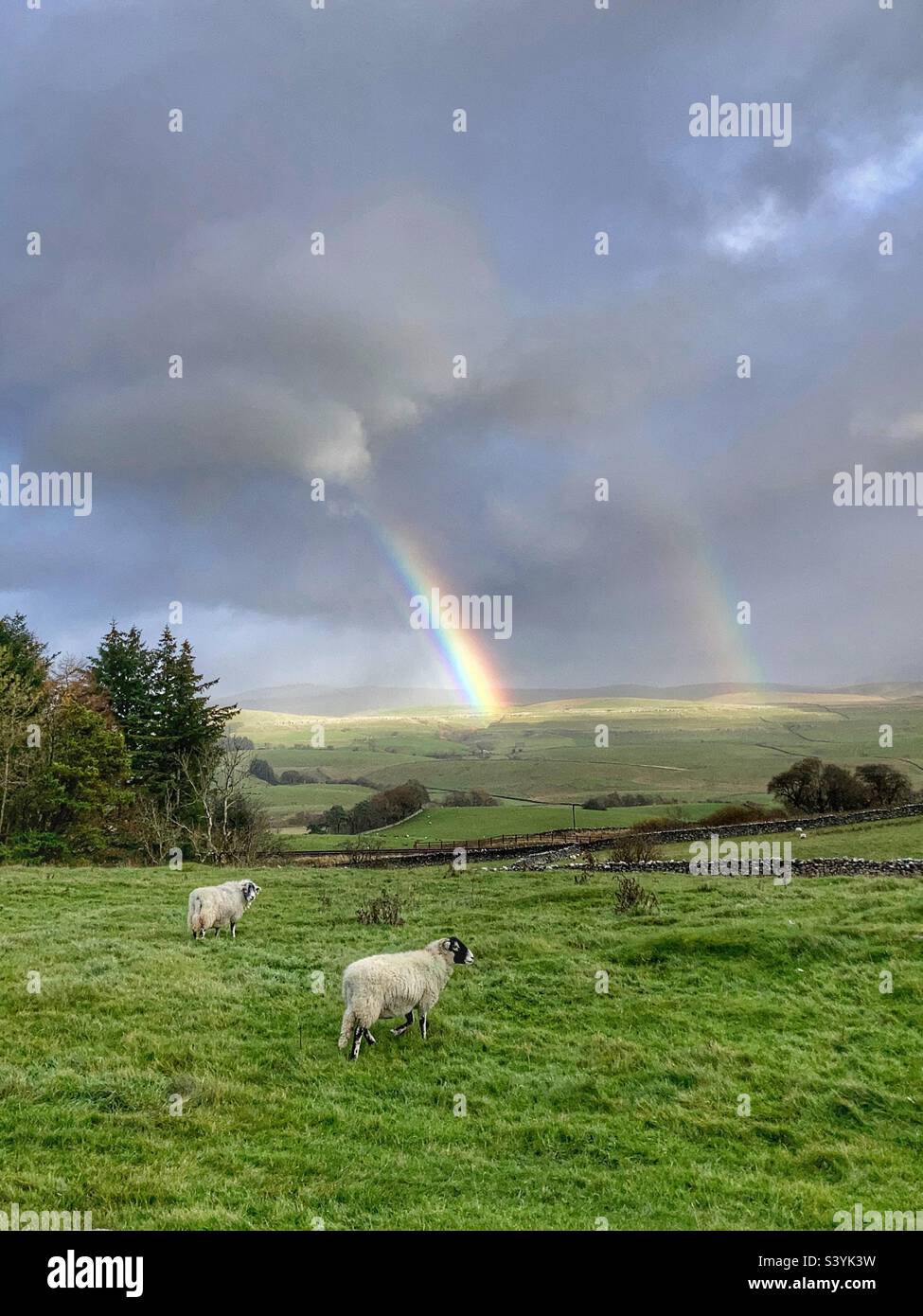 Doppio arcobaleno su pecore a Horton a Ribblesdale Yorkshire Dales Foto Stock