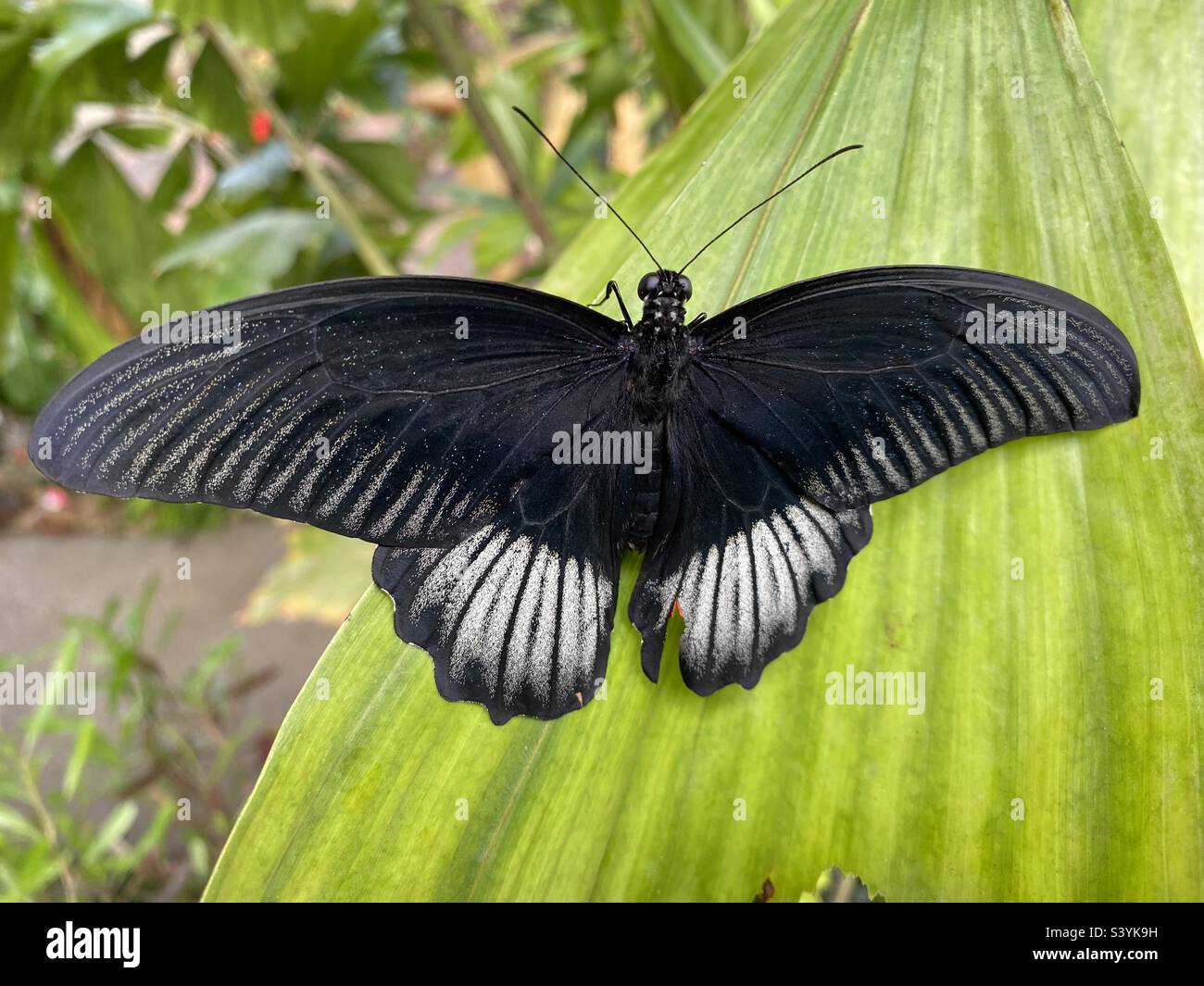 Grande farfalla mormon della famiglia swallowtail - Immagine stock catturata con smartphone