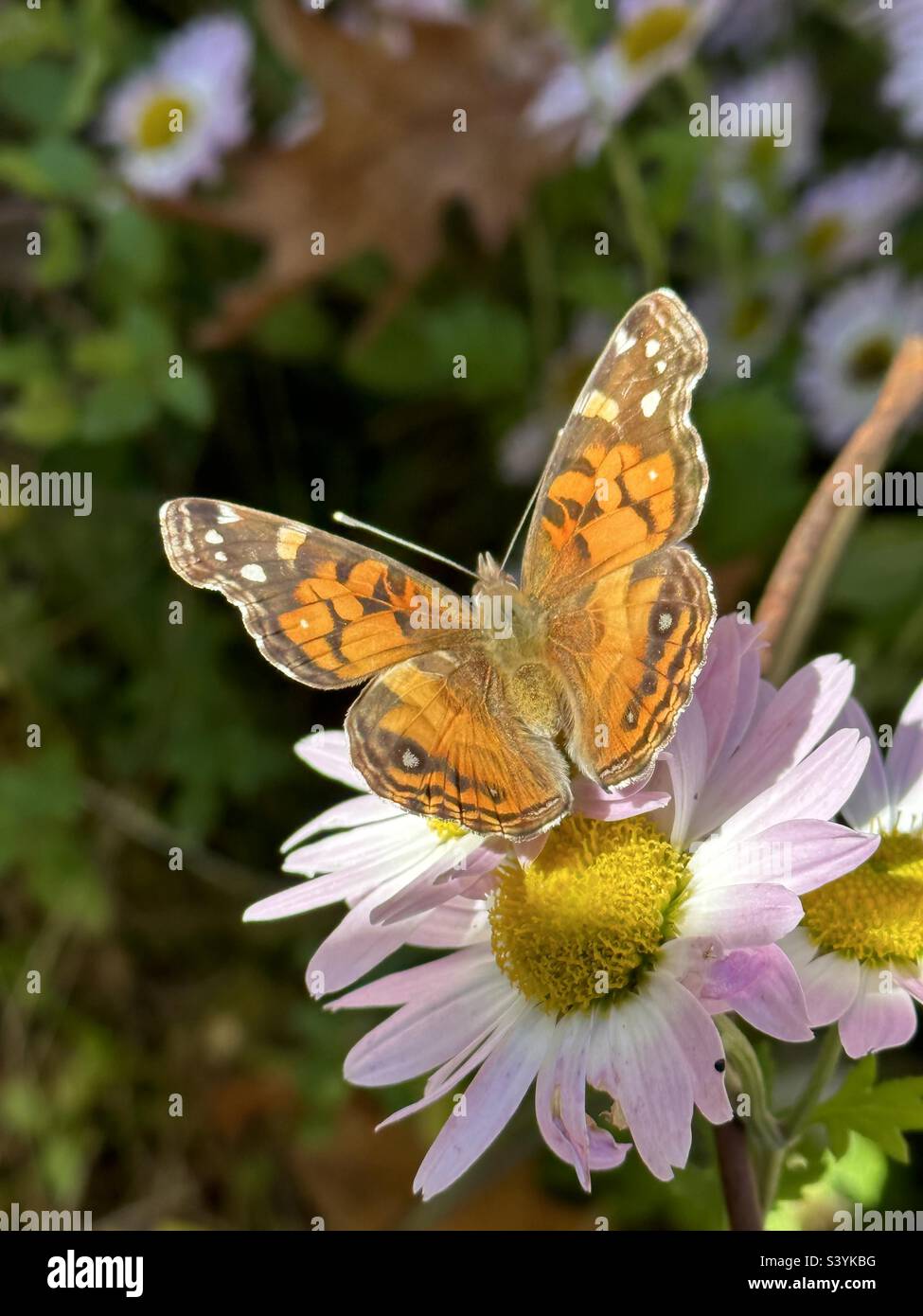 Una farfalla di donna dipinta di arancione su un fiore viola della mamma in autunno Foto Stock