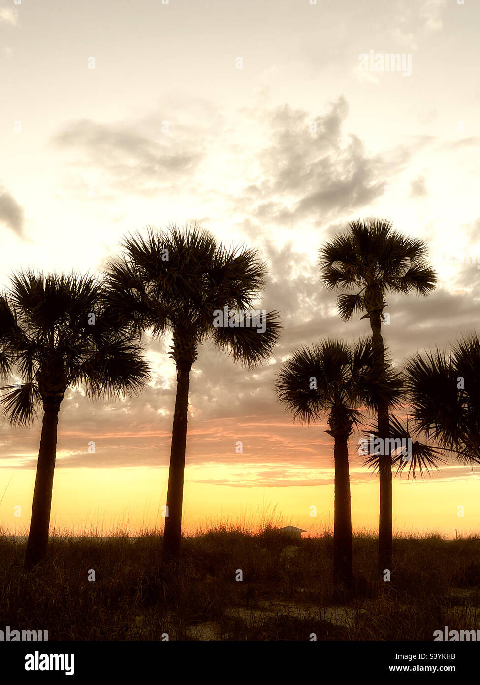 Tramonto e palme silhouette in Florida Foto Stock