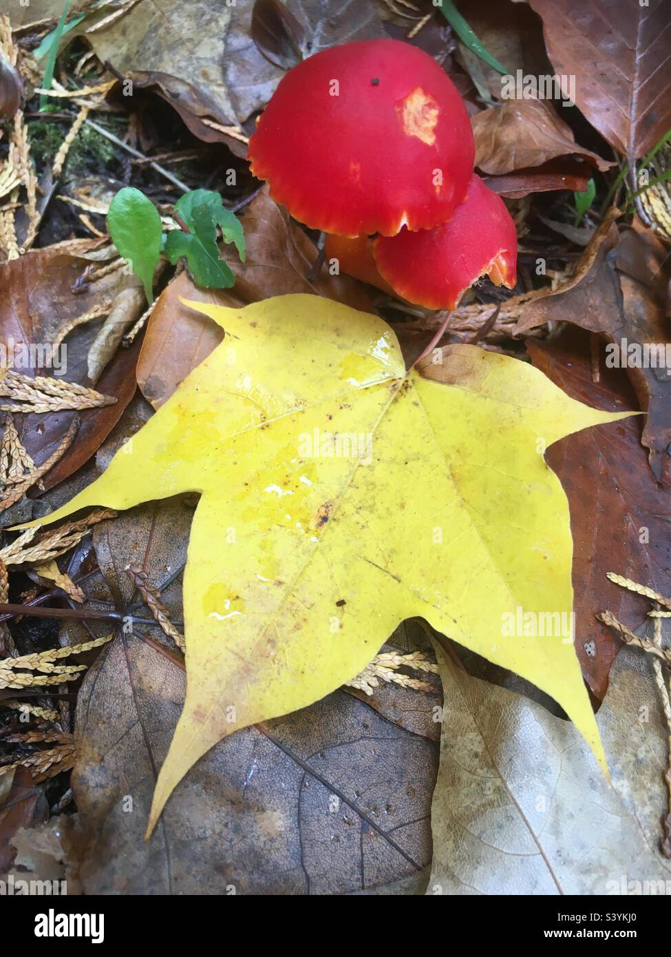 Autunnale, natura, bellezza, autunno, giallo, rosso, marrone, verde, foresta, foglie, - Immagine stock catturata con smartphone