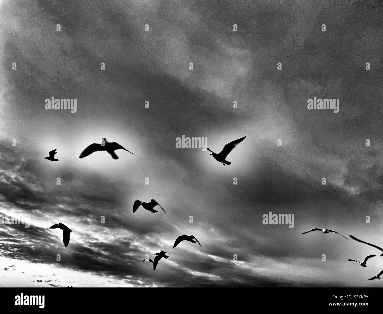 Gabbiani Bawdsey Ferry Suffolk Inghilterra - Immagine stock catturata con smartphone