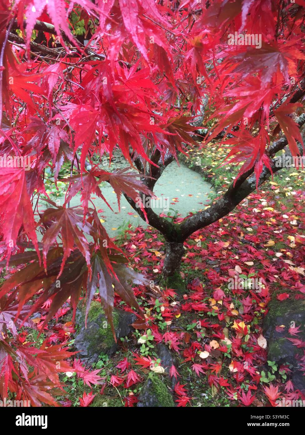 Acro rosso, albero, autunnale, giardino, natura, foresta, verde, rosso, rosso ciliegia, foglie, bellezza, giallo, acqua, stagno - Immagine stock catturata con smartphone