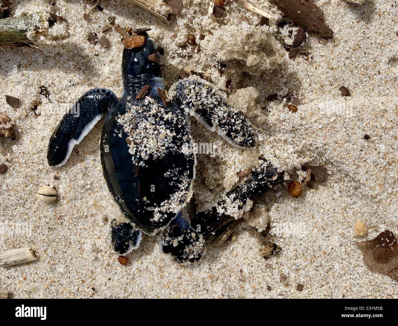 Lottando per Sea Turtle Inn Florida Beach dopo l'uragano Nicole Foto Stock