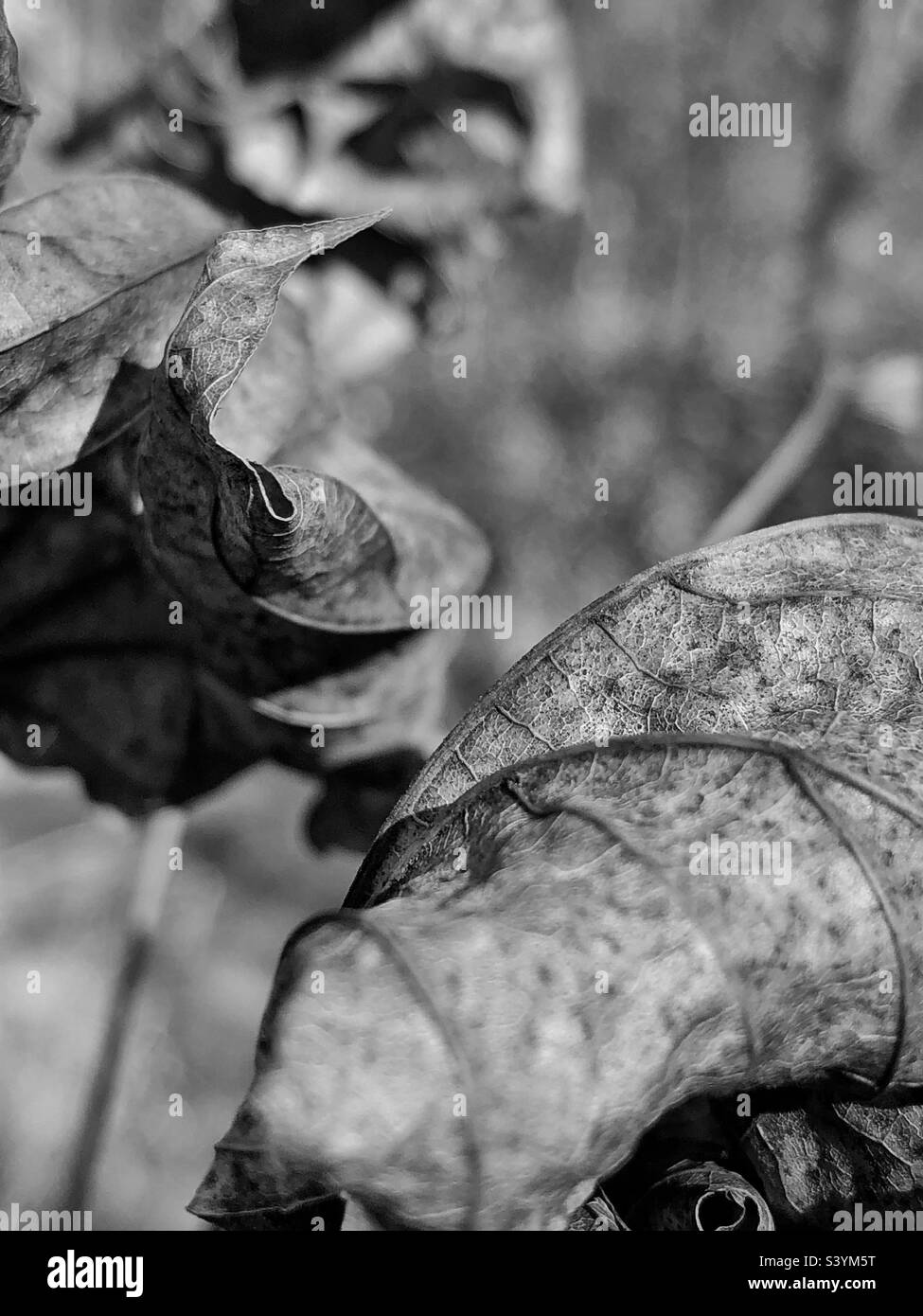 Piante e foglie alla fine della stagione come parte del ciclo di vita botanico, in stato di riposo, croccanti, secche e semina - Immagine stock catturata con smartphone