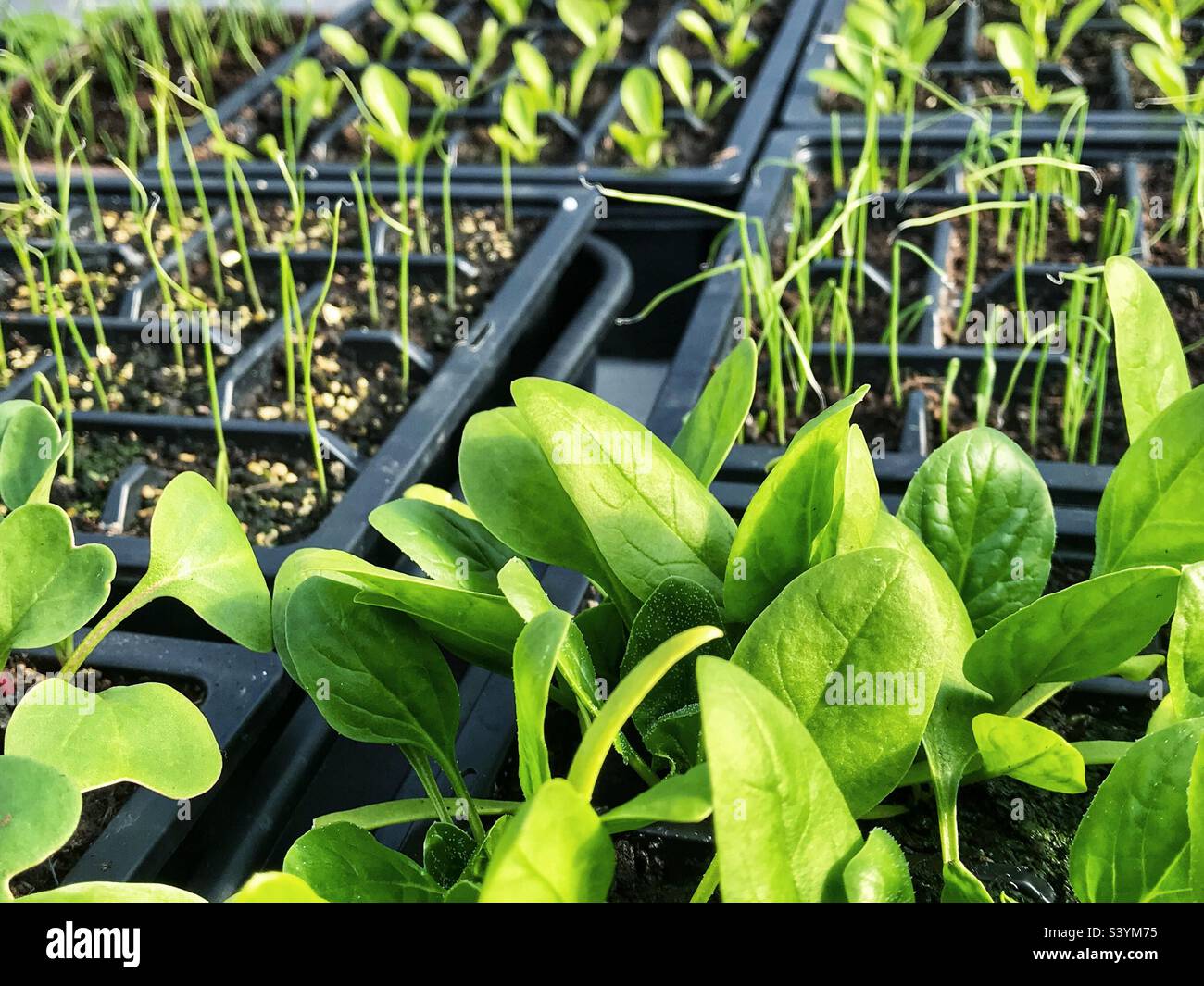 Piante vegetali giovani che crescono in vassoi di spina in una serra. Foto Stock