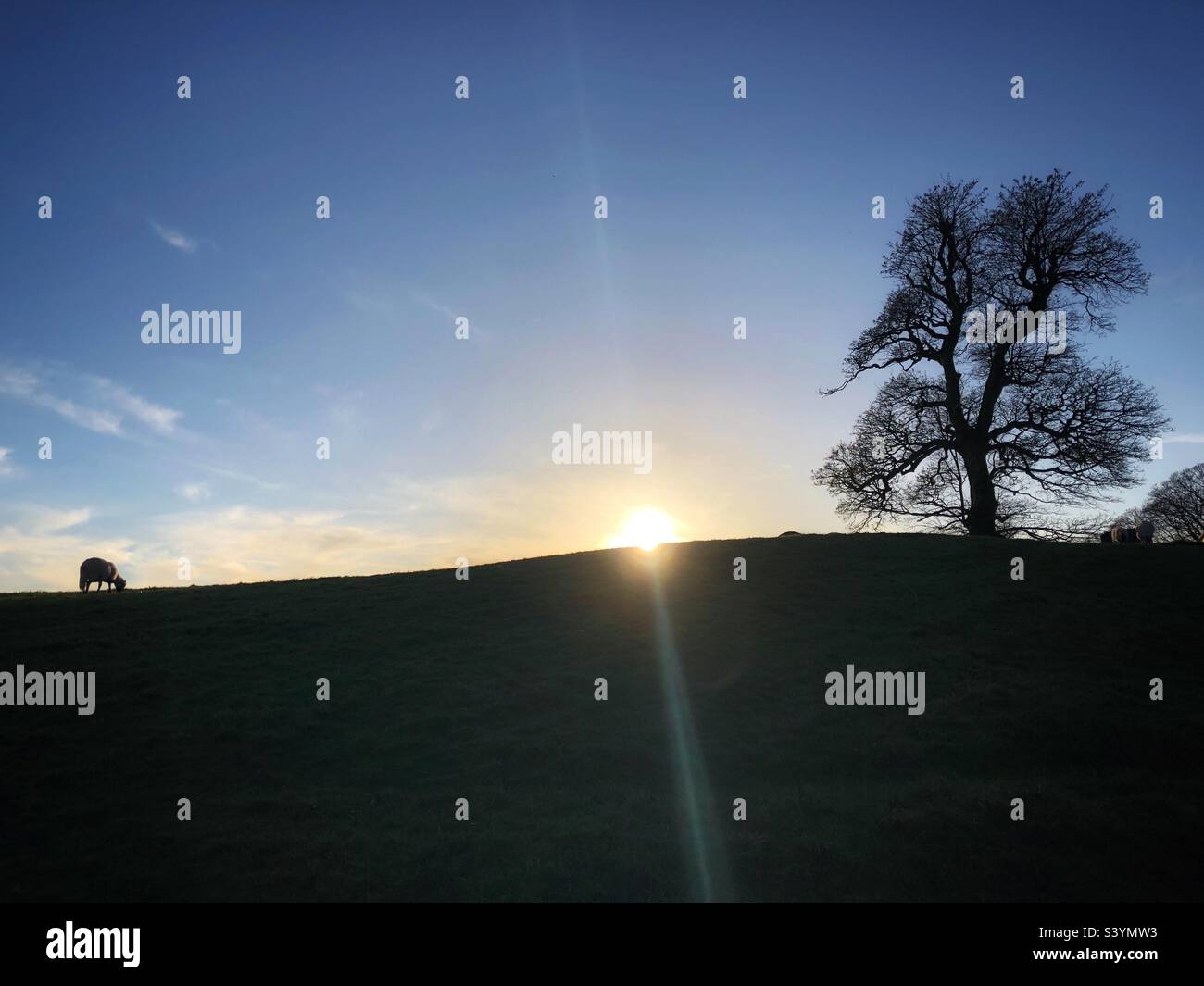 Pecore e alberi si stagliarono su una collina mentre il tramonto si avvicina Foto Stock