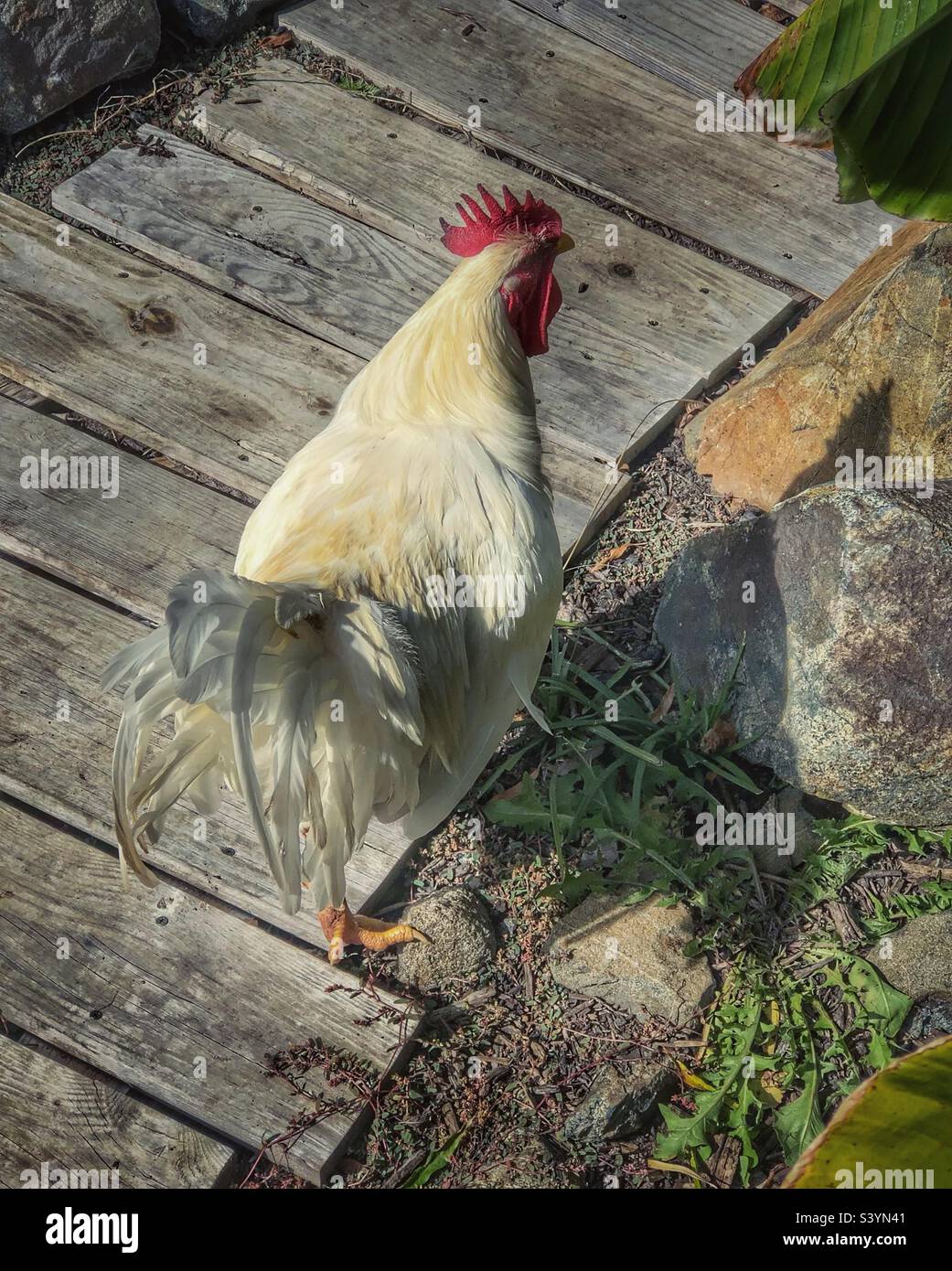 Gallo bianco camminando in passerella di legno Foto Stock