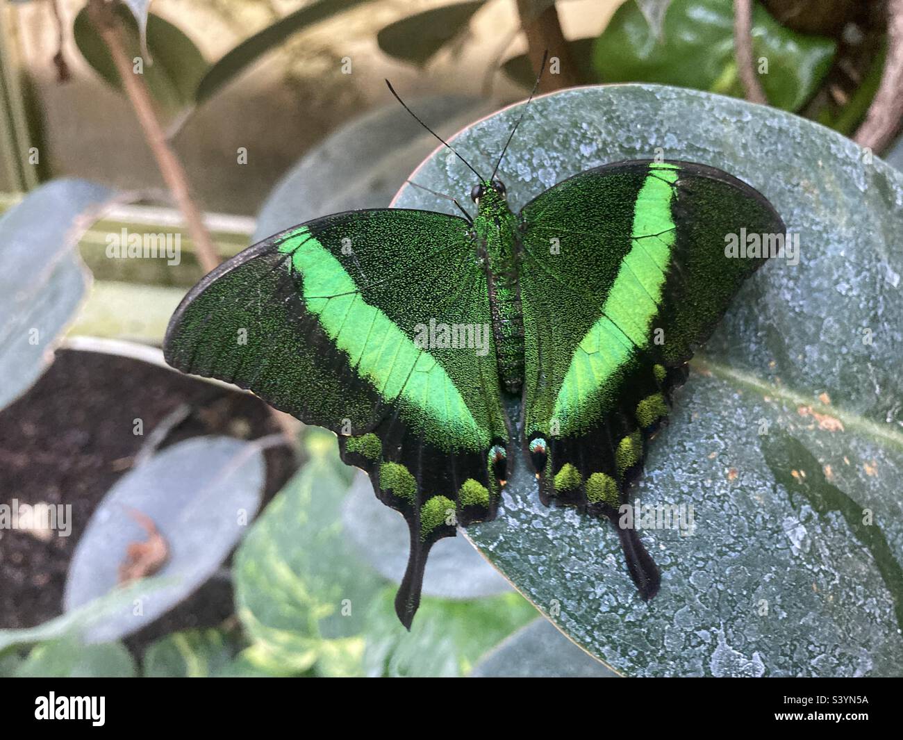 Farfalla smeraldo swallowtail Foto Stock