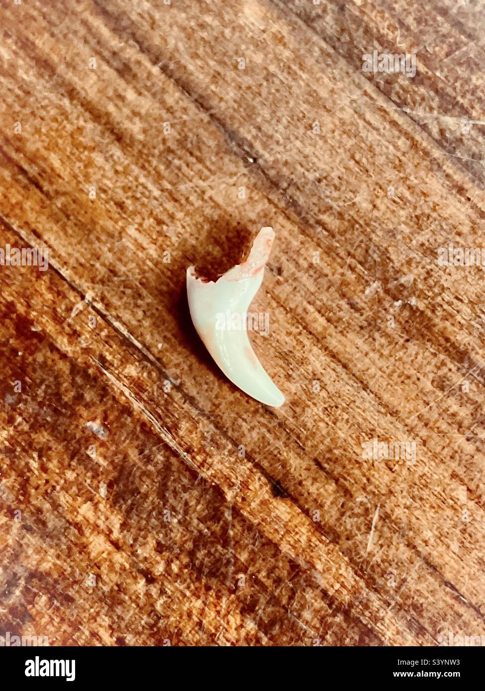 Il giovane cucciolo perde il suo primo dente. - Immagine stock catturata con smartphone