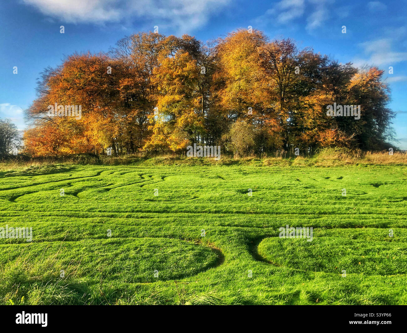 Il labirinto e la cimosa di alberi in autunno, in cima alla collina di Santa Caterina a Winchester Hampshire, Regno Unito Foto Stock