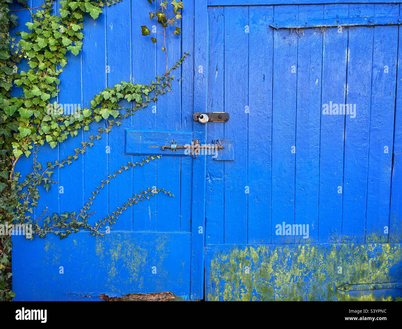 Vecchia porta di garage blu chiuso con edera e alghe che crescono da un lato. Foto Stock