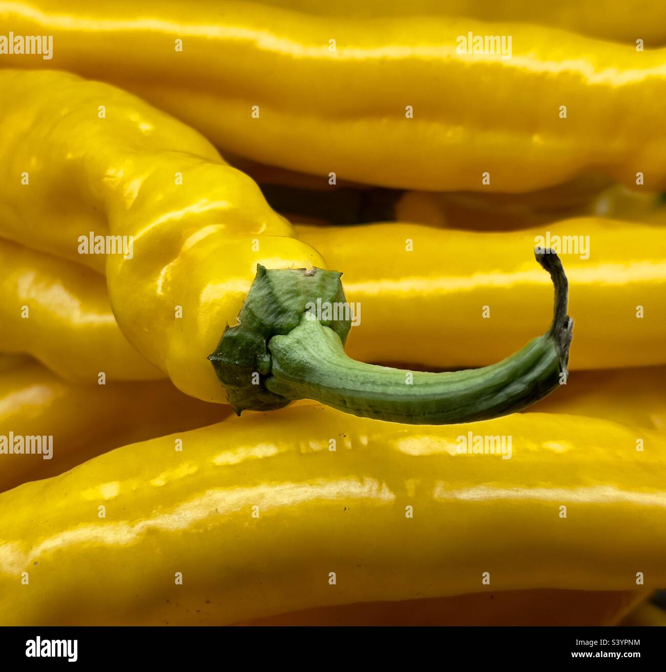 Un primo piano di peperoni gialli, uno con un gambo verde riccio, in vendita in un negozio di fattoria del Worcestershire Foto Stock