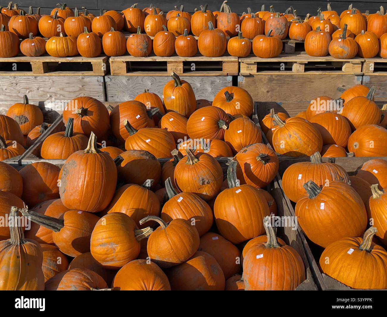 File di zucche sugli scaffali in vendita ad Halloween in un negozio di fattoria Worcestershire Foto Stock