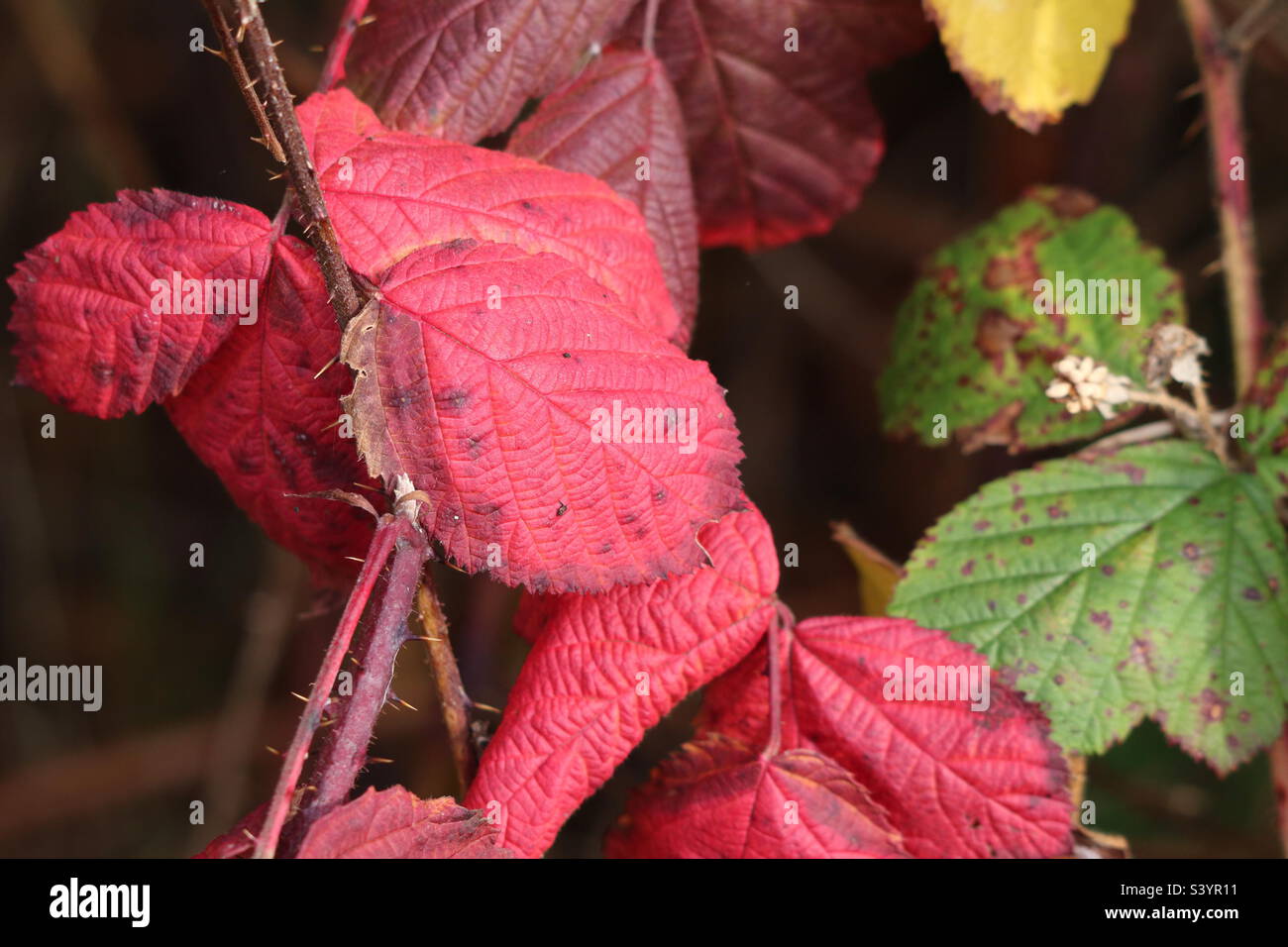 Belle foglie autunnali - Immagine stock catturata con smartphone