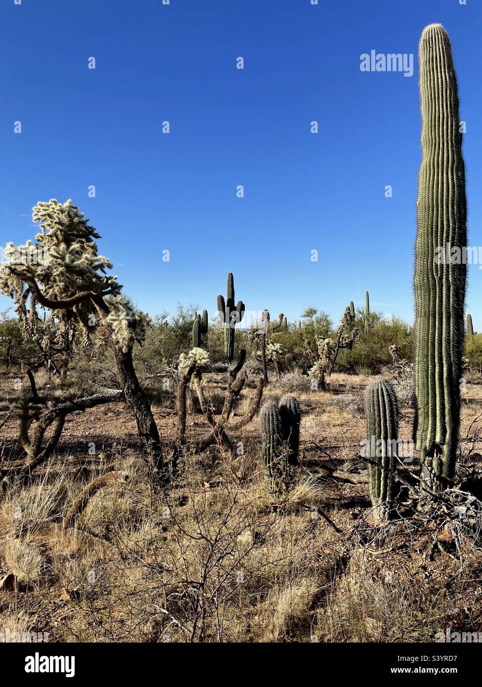 Paesaggio desertico a Tucson, Arizona. Foto Stock